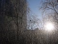 Frozen birches in winter on a clear day