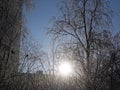 Frozen birches in winter on a clear day