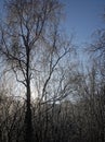 Frozen birches in winter on a clear day