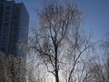 Frozen birches in winter on a clear day