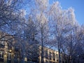 Frozen birches in winter on a clear day