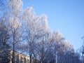 Frozen birches in winter on a clear day