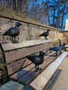 Frozen birds catching