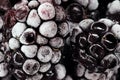 Frozen Blackberries Macro Royalty Free Stock Photo