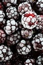 Frozen Blackberries Royalty Free Stock Photo