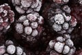 Frozen Blackberry fruits, food background Royalty Free Stock Photo