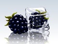 Frozen blackberry in ice cube Royalty Free Stock Photo