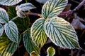 Frozen blackberry leaf Royalty Free Stock Photo