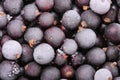 Frozen blackcurrants Royalty Free Stock Photo