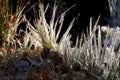 Frozen blades of grass.