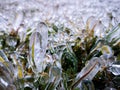 Frozen blades of grass with ice attached, in the winter in peru