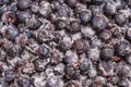 Frozen blueberries covered with ice crystals, food background Royalty Free Stock Photo