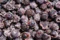 Frozen blueberries covered with ice crystals, food background Royalty Free Stock Photo