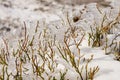 Frozen blueberry bush in winter Royalty Free Stock Photo