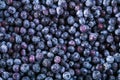 Frozen blueberry texture - background