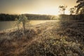 Frozen boreal forest in sunrise light Royalty Free Stock Photo