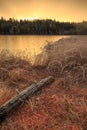 Frozen boreal forest in sunrise light Royalty Free Stock Photo