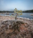 Frozen boreal forest in sunrise light Royalty Free Stock Photo