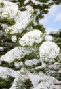 Frozen branch