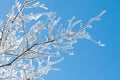 Frozen Branch