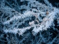 Frozen branch Royalty Free Stock Photo