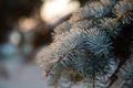 Frozen branch blue spruce at sunrise Royalty Free Stock Photo