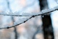 Texture of frost close up - black tree branches and white snow, winter lace fros