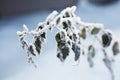 Frozen branch with leafs against sky, winter landscape