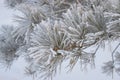 Frozen branch of pine