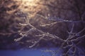 Frozen branch in sunset, winter and snowy background