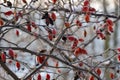 Frozen branch wild rose hips