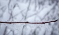 Frozen branch on winter