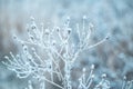 Frozen branch. Winter landscape. Winter natural nature,winter landscape with trees covered with snowflakes Royalty Free Stock Photo