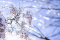 Frozen branches affected by frost. Budding tree damaged by frost