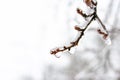 Frozen branches with buds, all covered with ice. Bad weather conditions in spring for plants Royalty Free Stock Photo