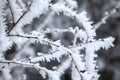 Frozen branches covered snow Royalty Free Stock Photo
