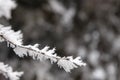 Frozen branches covered snow Royalty Free Stock Photo
