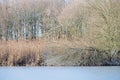 Frozen branches at edge of lake in winter. Royalty Free Stock Photo