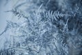 Frozen branches with ice crystal on a black background. Hoarfrost branch on blue snow. Royalty Free Stock Photo