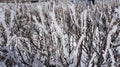 Frozen branches