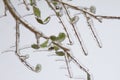 Frozen branches and leaves covered by ice after an ice storm Royalty Free Stock Photo