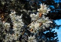 Frozen branches of pine tree with cones Royalty Free Stock Photo