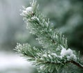 Frozen branch of pine tree spines covered with frost forest in foggy winter morning