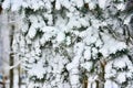 Frozen branches of pines in the forest