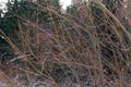 The frozen branches of tree with seeds, covered with drops of ice and icicles. Icy tree branches on geometric background. Winter Royalty Free Stock Photo