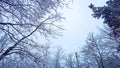 Frozen branches of trees in winter forest in Serbia Royalty Free Stock Photo