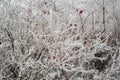 A frozen briar bush Royalty Free Stock Photo