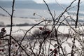 Frozen briar in the snow camp Royalty Free Stock Photo