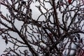 Frozen briar tree branches grey sky Royalty Free Stock Photo