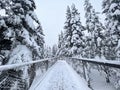 Frozen bridge over woods